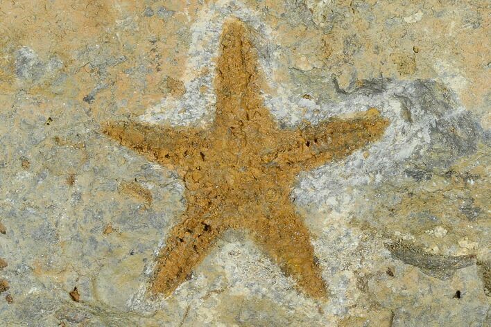 Ordovician Starfish (Petraster?) Fossil - Morocco #118039